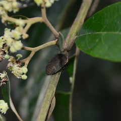 Coleotichus artensis