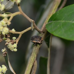 Coleotichus artensis