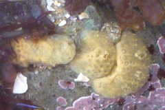 Didemnum carnulentum