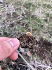 Gloeophyllales