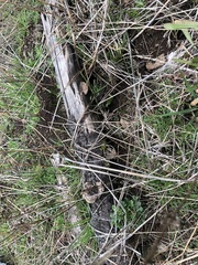 Gloeophyllales