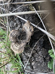 Gloeophyllales