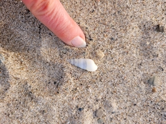 Turritellinae