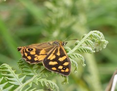 Heteronympha banksii