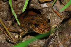 Desmognathus amphileucus
