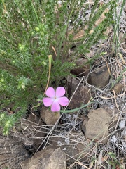 Linanthus californicus