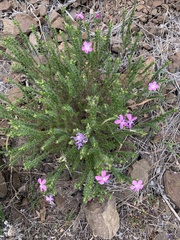 Linanthus californicus