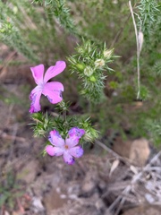 Linanthus californicus