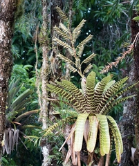 Vriesea hieroglyphica