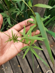 Cissus palmata