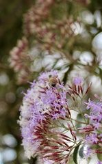 Critoniopsis