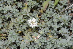 Pimelea prostrata prostrata