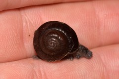 Pommerhelix monacha
