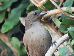 Molothrus bonariensis
