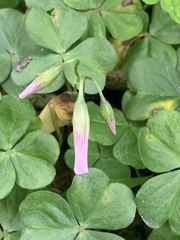 Oxalis debilis