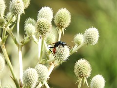 Chlorion hemipyrrhum