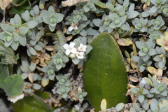 Pimelea prostrata prostrata