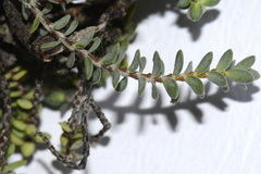 Pimelea prostrata prostrata