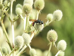 Chlorion hemipyrrhum