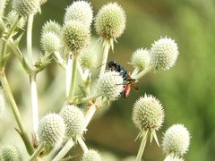 Chlorion hemipyrrhum