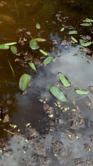 Potamogeton cheesemanii