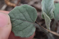 Physalis mollis