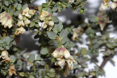 Pimelea prostrata prostrata