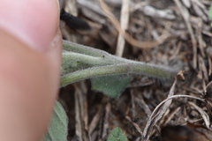 Physalis mollis
