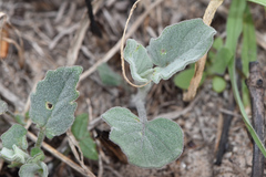 Physalis mollis