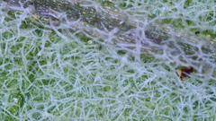 Physalis mollis