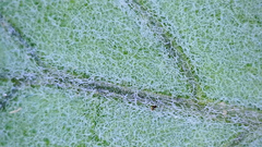 Physalis mollis