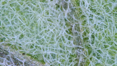 Physalis mollis