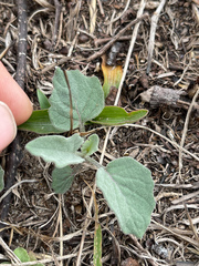 Physalis mollis