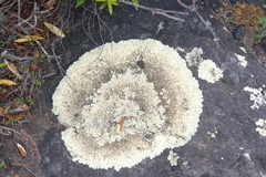 Flavoparmelia haysomii