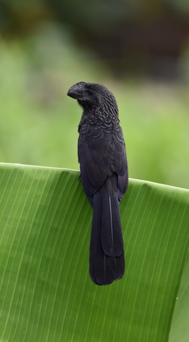 Smooth-billed Ani, Tunapuna/Piarco, TT, photo 7 of 10