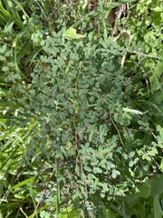 Pellaea andromedifolia