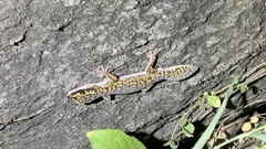 Oedura marmorata