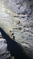 Oedura marmorata