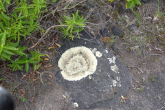 Flavoparmelia haysomii