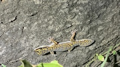 Oedura marmorata