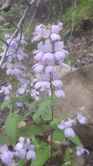 Collinsia concolor