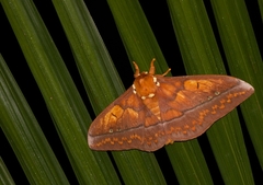 Procitheronia principalis