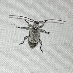 Leptostylus asperatus