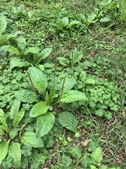 Plantago asiatica