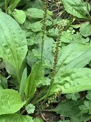 Plantago asiatica