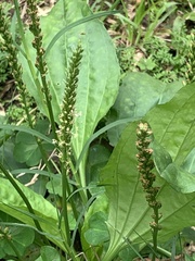 Plantago asiatica