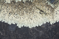 Flavoparmelia haysomii