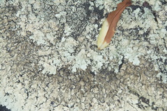 Flavoparmelia haysomii