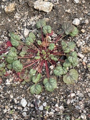 Eriogonum nortonii