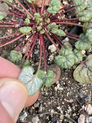 Eriogonum nortonii